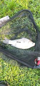 Crucian Carp