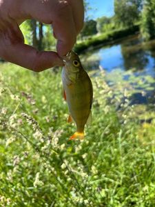 European Perch