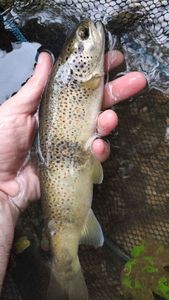 Brown Trout
