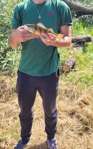 European Perch