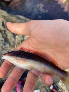 Mediterranean Rainbow Wrasse