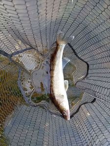 Zander