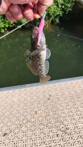 Giant Goby