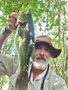 Largemouth Bass