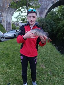 European Perch