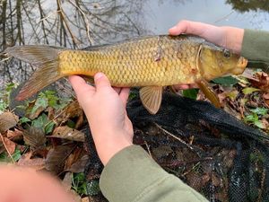Common Carp