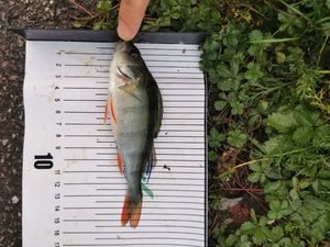 European Perch