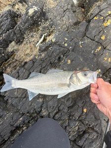 European Bass (Seabass)