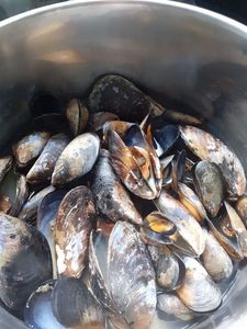 Blue Mussel