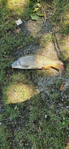 Common Carp