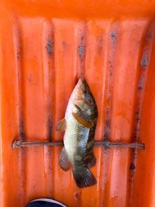 Ballan Wrasse