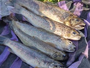 Brown Trout