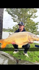 Common Carp