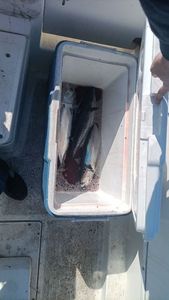 Blackfin Tuna