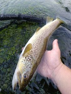 Marble Trout