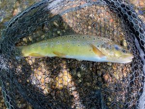 Brown Trout