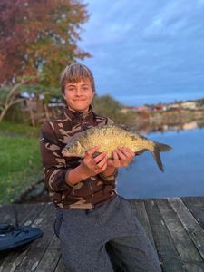 Common Bream