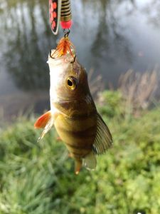 European Perch