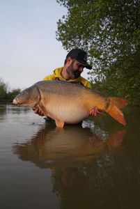 Mirror Carp
