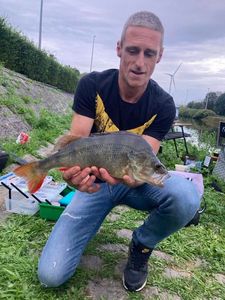European Perch