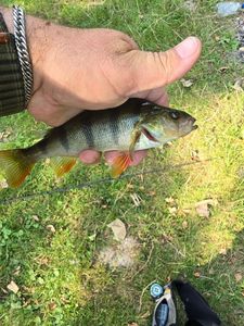 European Perch