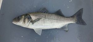 European Bass (Seabass)