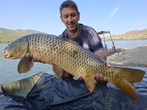 Common Carp