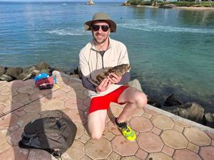 Goliath Grouper