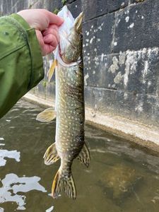 Northern Pike, поймал Stéphane MICHEL