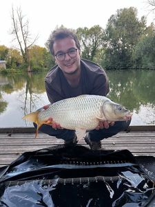 Common Carp