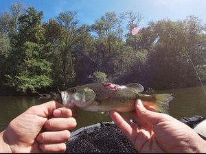 Largemouth Bass