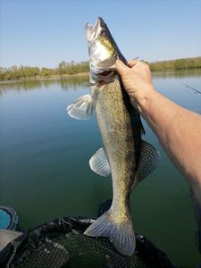 Zander