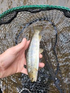Brown Trout
