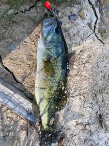 Largemouth Bass