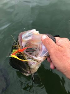 Largemouth Bass