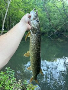 Northern Pike