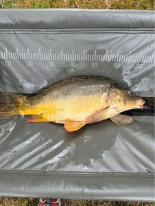 Leather Carp