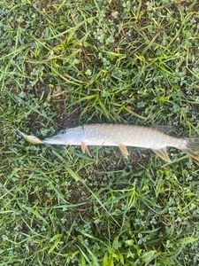 Northern Pike