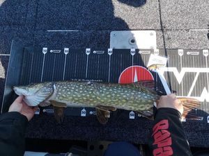 Northern Pike