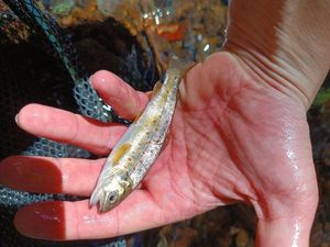 Brown Trout