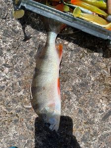 European Perch