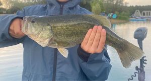 Largemouth Bass