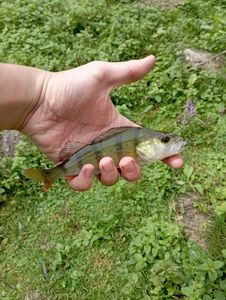 European Perch