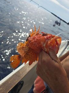 Red Scorpionfish