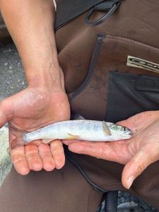 Brown Trout