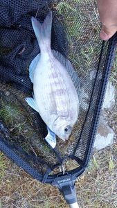 Black Seabream