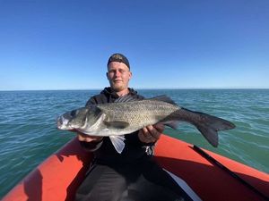 European Bass (Seabass)