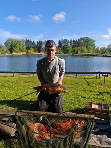 Common Carp