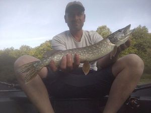 Northern Pike