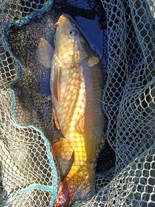 Common Carp